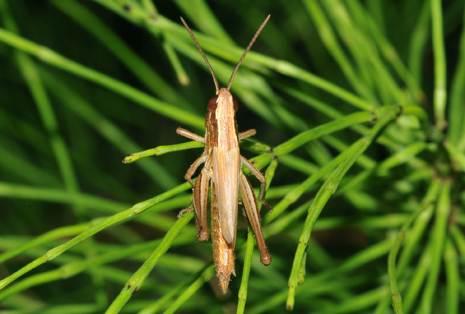 Acrididae e Phaneropteridae